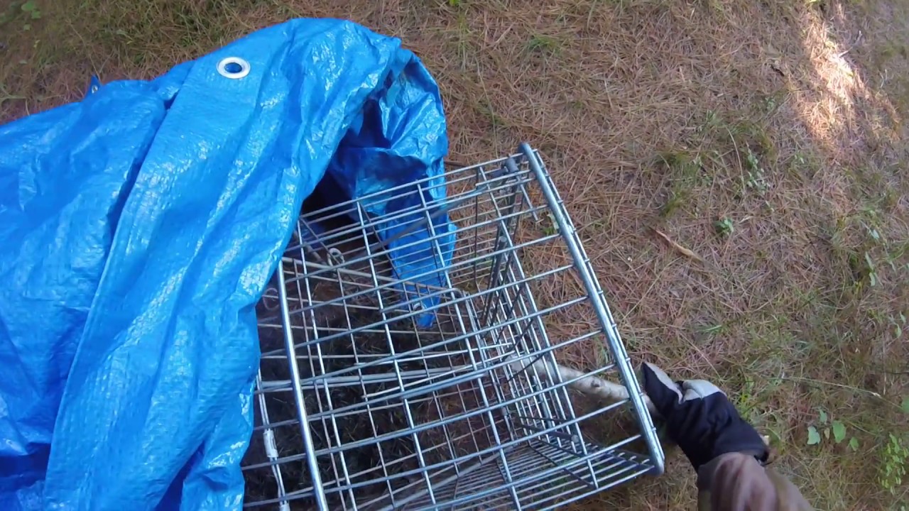 Skunk in the Trunk/ El amigo de los Gatos Apestosos camera iphone 8 plus apk