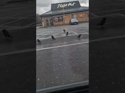 a group of