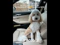 Let’s Rate My Dog’s Photos (#shorts ver.) #bernedoodle #funny #capcut #fypシ