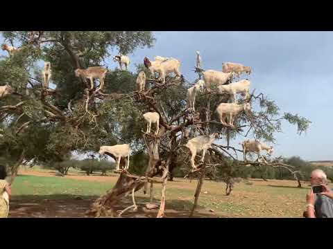 Goats in trees Morocco 2022