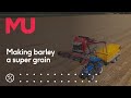 Making barley the world