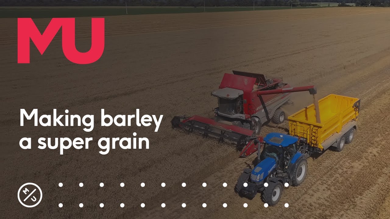 Making barley the world's 'super grain' 