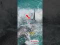 “One Toss, Instant Frenzy! Sharks Swarm the Dock in Seconds” #short #underwater #shark