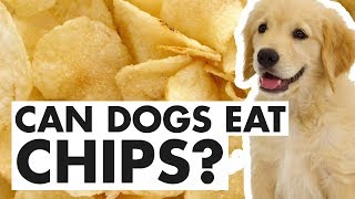 Exclusive Can Dogs Eat Chips Profile