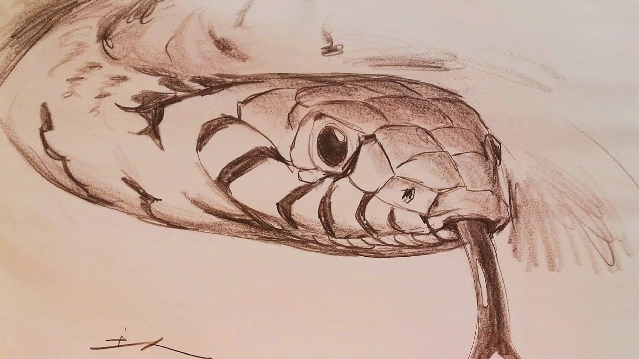 素描画2点 土人教画】90 学画素描-蛇terrain art class Sketching-Snake - YouTube