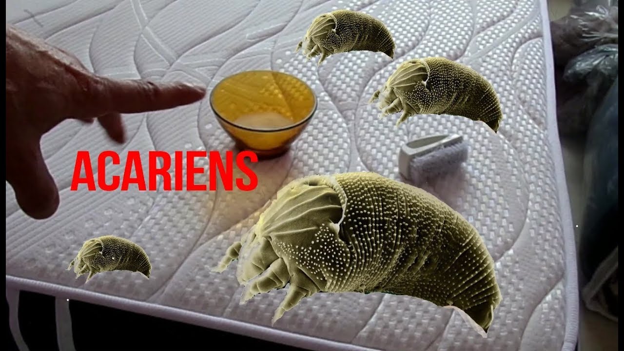 Comment se débarrasser des acariens dans un matelas ?(astuces) - YouTube