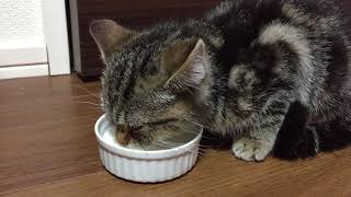 勢いよくミルクを飲みまくる子猫　Kitten drinking milk