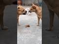 مش انا يا مودام حيوانات مضحكة قطط مضحكة دوبلاج كوميدي حيوانات بتتكلم Funnyshorts Cat Funny 