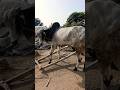 bull farming,wacha farming,dajli bull,big bull, dajal bull,bull for loading,#cows #buffalo #animals