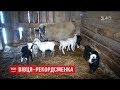 Литовська вівця Маргоша народила одразу вісьмох ягнят