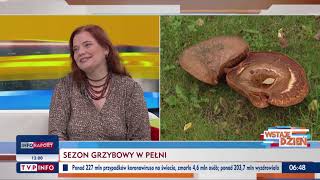 Sezon Grzybowy W Pełni