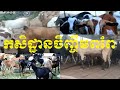 កសិដ្ឋានចិញ្ចឹមពពែ​ | Goat Farm | Animals