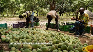 Nci Reportages La Mangue, Une Mine Dor Du Grand Nord