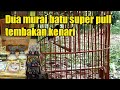 Suara Murai Batu Medan Super Pull Tembakan Kenari Mp3 - Mp4 Download