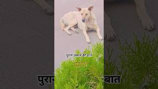 Purane Jamane ki Baat 😻 #shorts #youtubeshorts #old #story #funnydog #status #dog #funny #pets