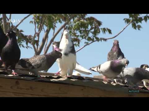 Video: Si Të Zbuten Pëllumbat