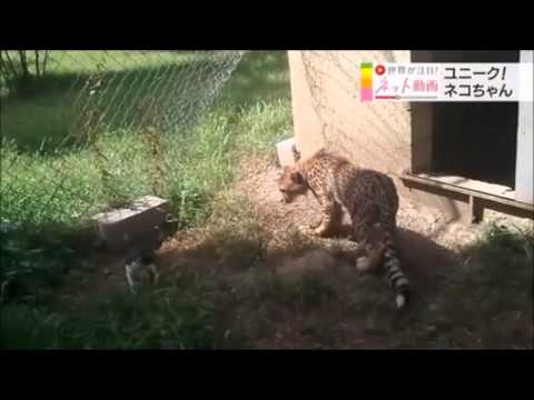 ავაზას ვიდეო იაპონიის ტელევიზიაში / Tbilisi Zoo video on Japan TV