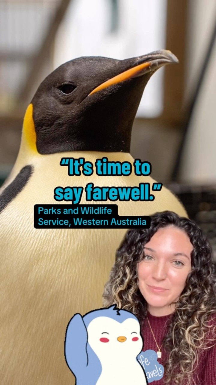Rescuers help emperor penguin Gus who swam from Antarctica to Australia #shorts