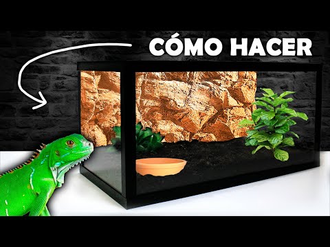 Video: 4 formas de cuidar a las crías de tortugas de agua dulce