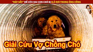 Đặt Bẫy Để Giải Cứu 2 Chú Chó Bị Bỏ Rơi Trong Ống Cống | Review Con Người Và Cuộc Sống