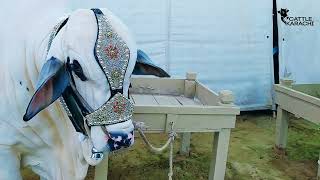 Opening Highlights Of Al Abidi Cattle Farm Mandi 2021