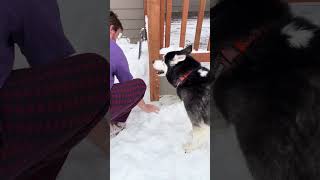 Drama in the snow by Husky Obsessed 2,552 views 4 months ago 2 minutes, 4 seconds