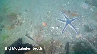 Huge Megalodon Shark Teeth Found Off North Carolina