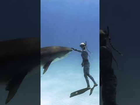 Saving Jaws With Ocean Ramsey NowStreaming