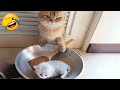 You Laugh You Lose 🤣😅 Best Funny Cats and Dogs Videos 😻🐶 Part 21
