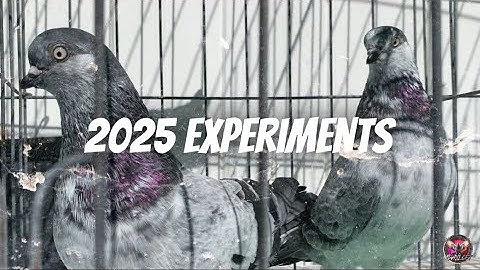 2025 Beauty & The Beast/Size Experiments 