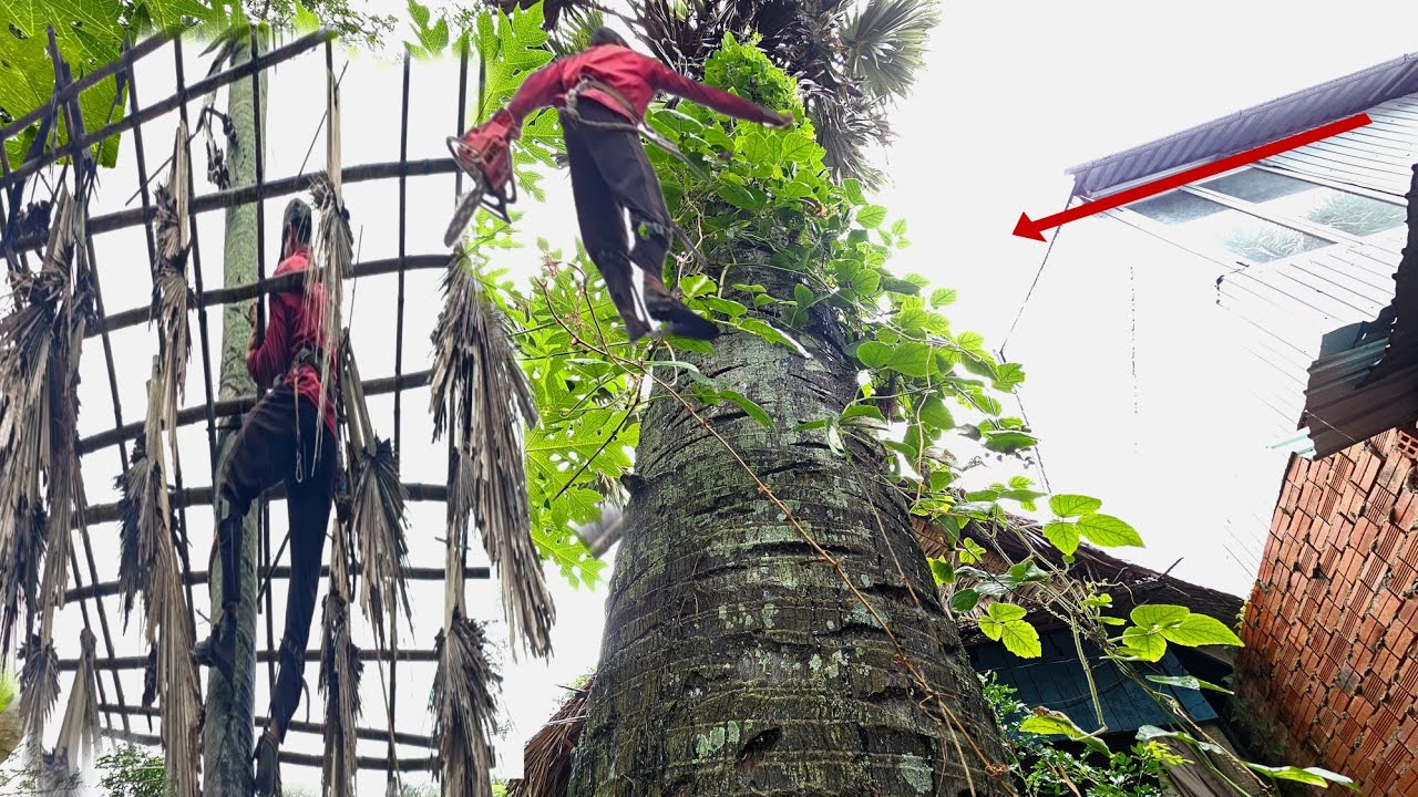 Владелец дома требует срочного удаления двух пальмир, разросшихся возле дома с обилием листьев. Т...