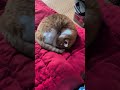 夢の中