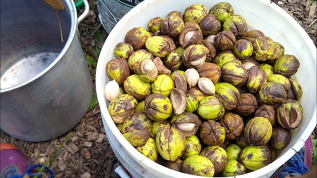 Processing Shagbark Hickory nuts (Carya ovata) Hulling, Storing