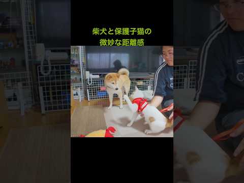柴犬と保護子猫の絶妙な距離感　#柴犬 #保護猫 #子猫 #犬と猫 #保護子猫 #猫のいる暮らし #犬との暮らし