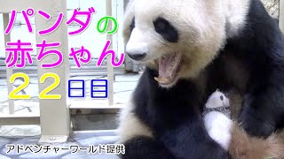 アドベンチャーワールド　パンダの赤ちゃん22日目