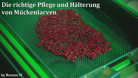 Wo leben rote Mückenlarven?