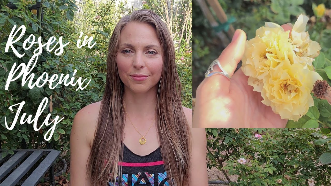 Heat Tolerant Roses?? Roses in Phoenix July YouTube