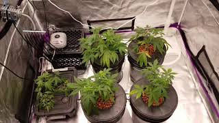 Pro Grow Tech Ev700 Video 6