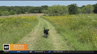 Popular app lets North Texas families turn their backyards into dog parks