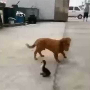 Sexual Predator: Strange Duck Tries to Bite Golden Retriever's Private Parts