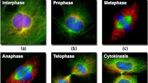 OBSERVING MITOSIS WITH FLUORESCENCE MICROSCOPY