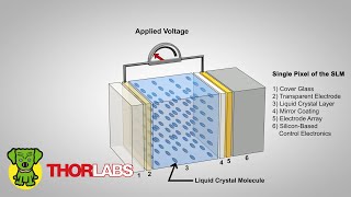 Polarization Dependence of Phase-Only Spatial Light Modulators (SLM) | Thorlabs Insights Topic Focus