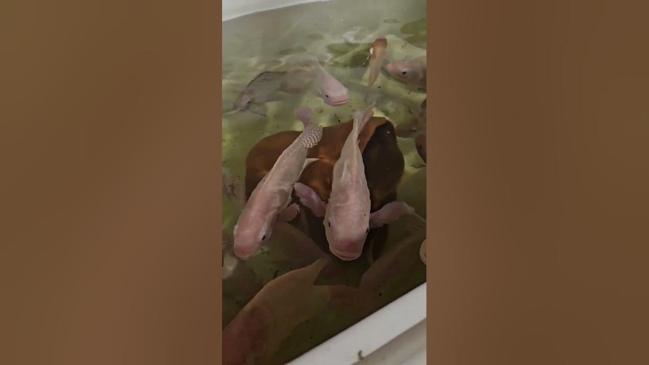 Tilapia depot fingerlings. YouTube