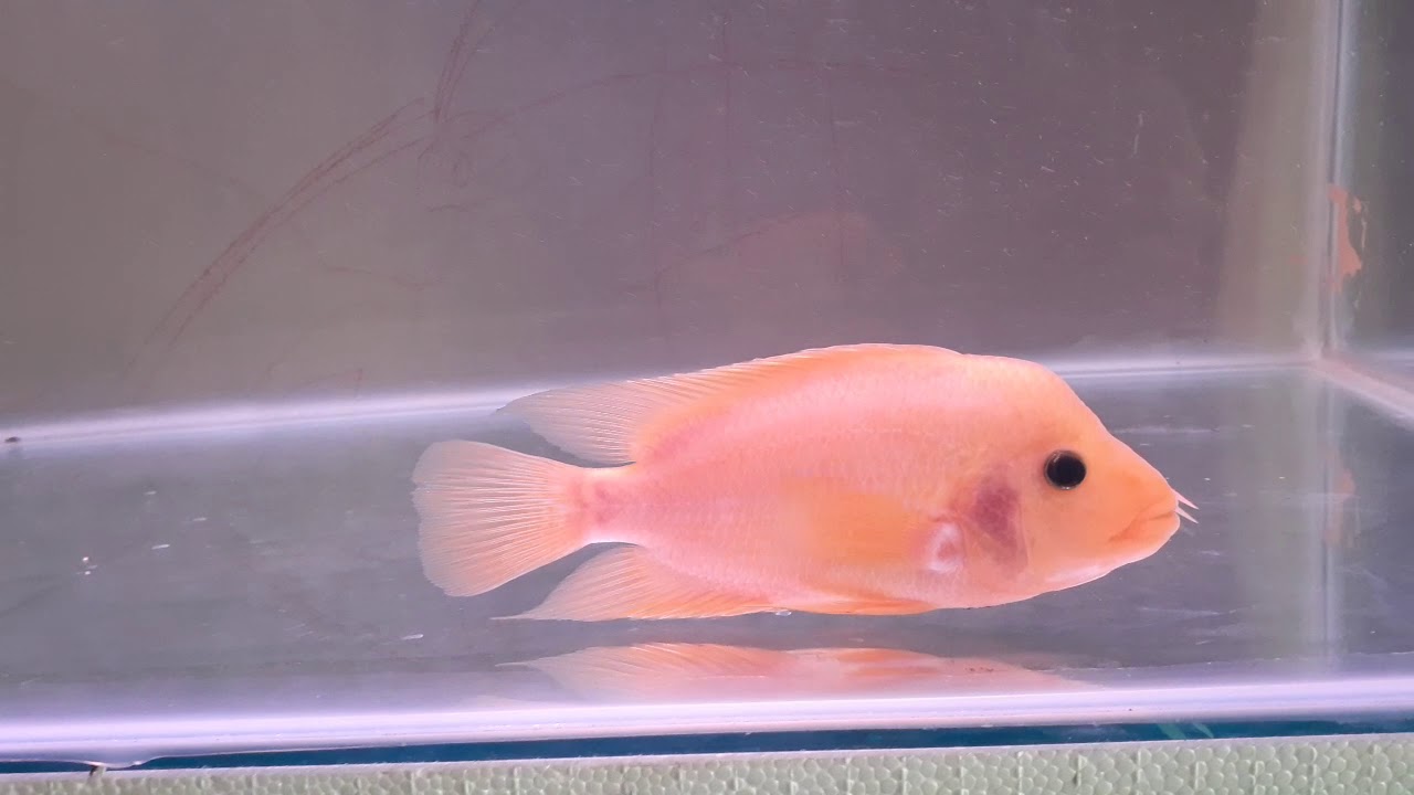 Ikan Red Devil yang sangat mempesona
