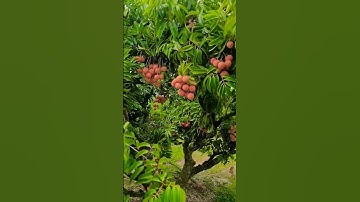 Vải thiều lục ngạn Bắc Giang