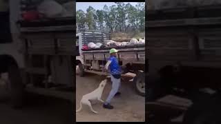 Aj Abak Karavideo Dakbak Hobak
