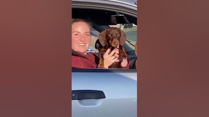 🤗🤗 Excuse Me Sweet Angel Show Me Your Dog Please 🙏🙏 | Funny Videos #shorts