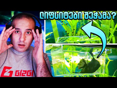 15 დღის ლიფსიტები! თავისუფლება ოსიმენს! შეჭამს ლიფსიტებს?