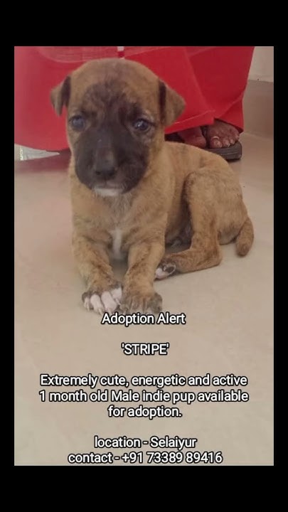 Free Dog Adoption In Chennai dogslove street anjels YouTube free-dog-adoption-in-chennai-dogslove-street-anjels-youtube