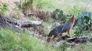Part 6 - Gray Mother Fox Moving Baby Foxes Around - Texas Hill Country - Canyon Lake, TX by questmatrix 91 views 1 year ago 5 minutes, 8 seconds